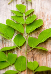 green moringa leaves background