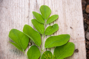 moringa green leaves on wooden background