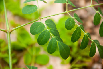 moringa green leaves on a branch