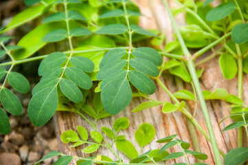 moringa leaves in the garden
