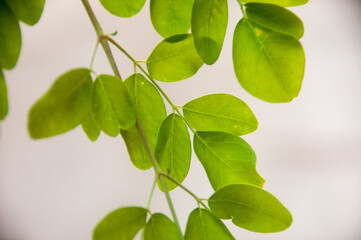 moringa green leaves on white background
