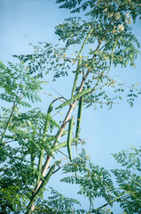 branches of a moringa tree in the wind