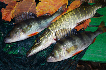 A pike and two perches lying on a fishing net among the autumn leaves.
