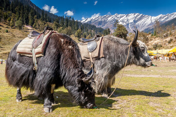 Solang Valley, Himachal Pradesh, India - 2006: Himalayan yaks in the Solang Valley near Manali, northern India, with a mountain backdrop. - obrazy, fototapety, plakaty