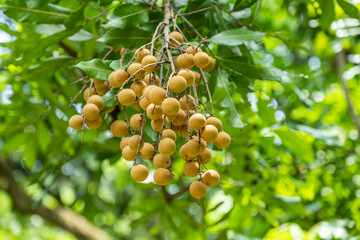 Bunch of longan fruits on green leaves in the orchard, Ripe and fresh organic Longan hanging on Longon tree in the orchard for harvesting.