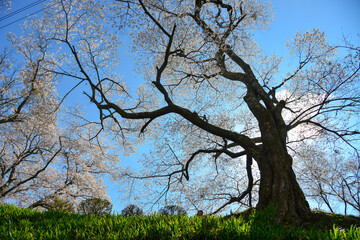 Cherry blossom in Nara, Japan