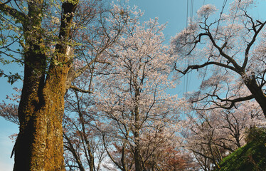 Cherry blossom in Nara, Japan