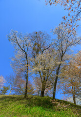 Cherry blossom in Nara, Japan
