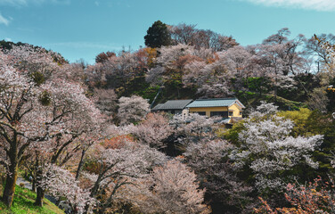 Cherry blossom in Nara, Japan