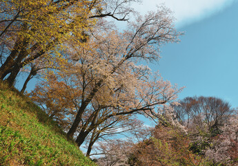 Fototapeta premium Cherry blossom in Nara, Japan
