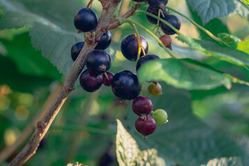 Black currant berries grow close-up on a bush in the garden in summer