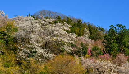 Fototapeta na wymiar Cherry blossom in Nara, Japan