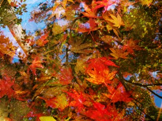 水中に沈む紅葉の落ち葉　日本の秋