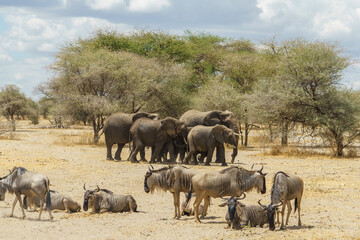 A herd of elephants walking in the African savanna and a herd of wildebeests resting (Tanzania, Tarangire National Park)