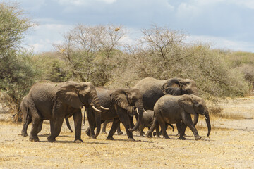 Elephant family walking to protect children (Tanzania, Tarangire National Park)