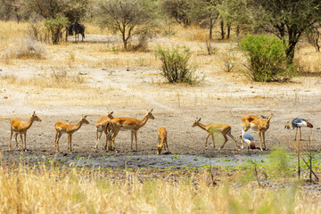 A herd of female impalas and a grey crowned crane in Tarangire National Park, Tanzania