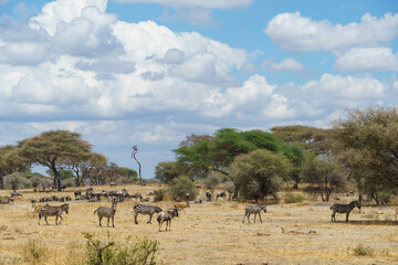 Fototapeta na wymiar Magnificent view of wildlife under the beautiful blue sky of the savanna (Tarangire National Park, Tanzania)
