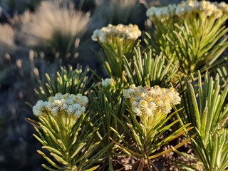 Edelweiss Flowers Bloom on a Mountain