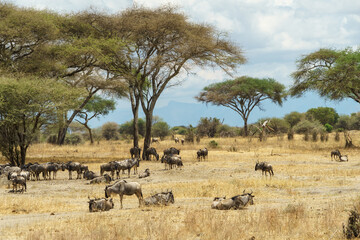 A herd of wildebeests relaxing in the African savanna (Tarangire National Park, Tanzania)