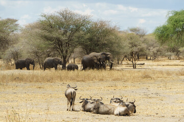 A herd of wildebeests staring at a walking elephant family (Tarangire National Park, Tanzania)