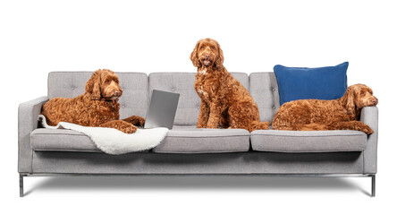 Labradoodle dog on sofa in 3 different position. Dog using the computer, sitting and bored with head on side frame. Funny concept for what dogs do alone at home. Selective focus. Isolated on white.