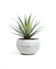 Indoor house plant with pale green long leaves in white textured pot. Small low growing succulent or cactus for home decoration. Selective focus. Isolated on white.