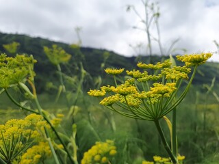 Little Yellow Flowers in Front of The Green Hills