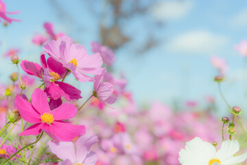 ピンクのコスモスと秋の青空