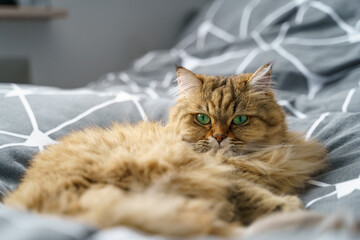 Cute Golden Tabby British Longhair Cat lie on grey bed