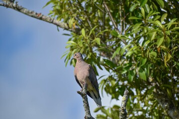 one turtle dove in a tree