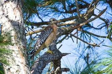 Red-Shouldered Hawk perched on a tree