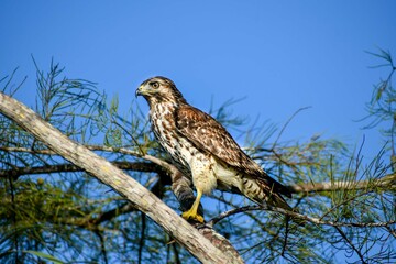 Red-shouldered hawk in a tree