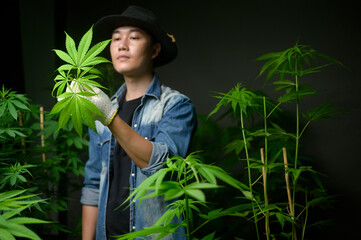 Farmer is trimming or cutting  top of cannabis in legalized farm.