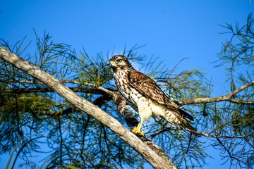 Red-shouldered hawk in a tree