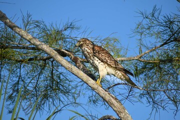 Fototapeta na wymiar Red-shouldered hawk in a tree