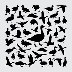 Duck Silhouette. A set of duck silhouettes