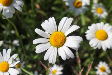 Fototapeta premium Close-up of daisy flowers on summer meadow