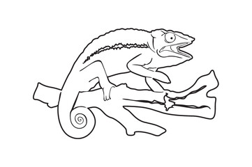 chameleon Line art