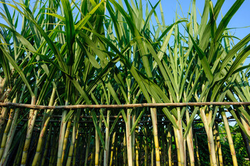 Obraz premium Sugarcane plants growing at field