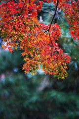 秋の長雨と紅葉