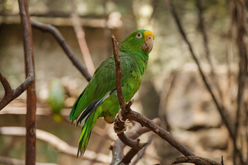 Lora cabeciamarilla sobre rama larga en ambiente natural