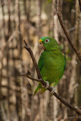 Lora cabeciamarilla sobre rama con fondo de árboles