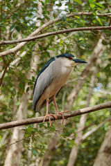 Guaco común sobre rama