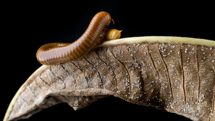 Millipede Asia on decomposing mango leaf showing its numerus legs and segmented body