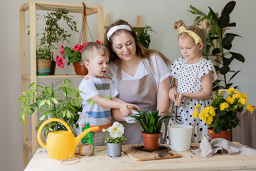 mother with her son and daughter in fasting plant or transplant indoor flowers. Little helper by chores. Concept of spring time, home gardening, child house-help, caring houseplants, lifestyle.