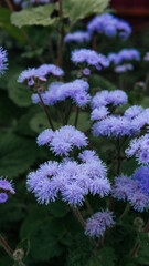 Ageratum houstonianum or floss flower many blue flowers with green