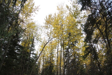Obraz premium Autumn Above, Whitemud Park, Edmonton, Alberta