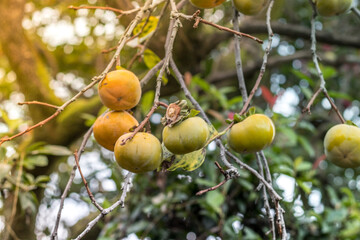 Japanese persimmon tree with ripe fruits kaki