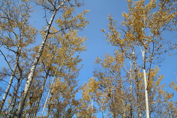 Autumn Above, Whitemud Park, Edmonton, Alberta
