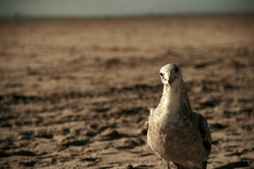 Seagull #2